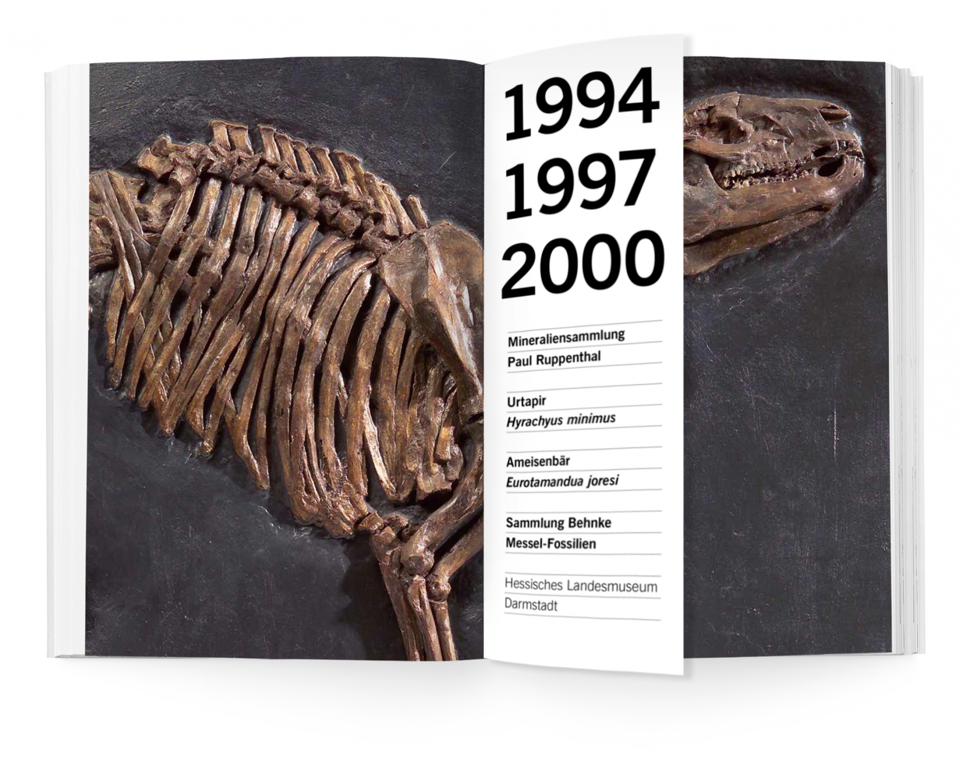 Buchgestaltung Jubiläumsband 30 Jahre Hessische Kulturstiftung Doppelseite Fossilien - verkürzte Seite