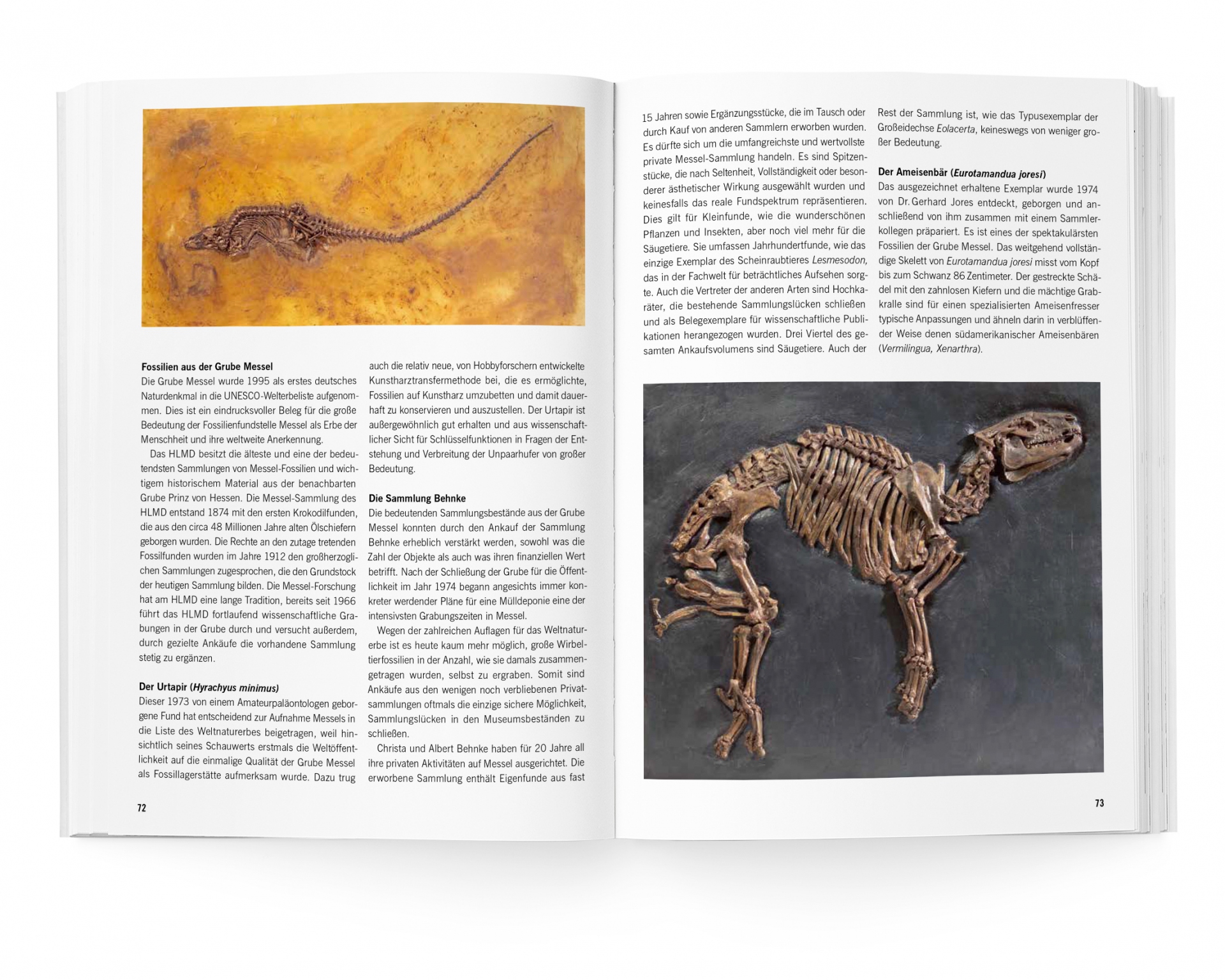 Buchgestaltung Jubiläumsband 30 Jahre Hessische Kulturstiftung Doppelseite Fossilien